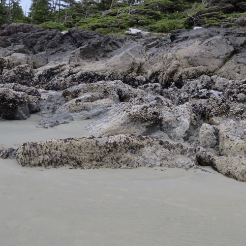 Tofino B.C. beach