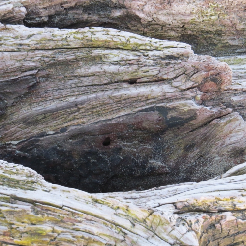 ocean rocks and seaweed Tofino B.C.